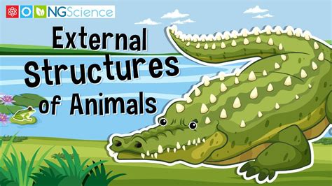animal's internal support structure figgerits|7: Unit VII.